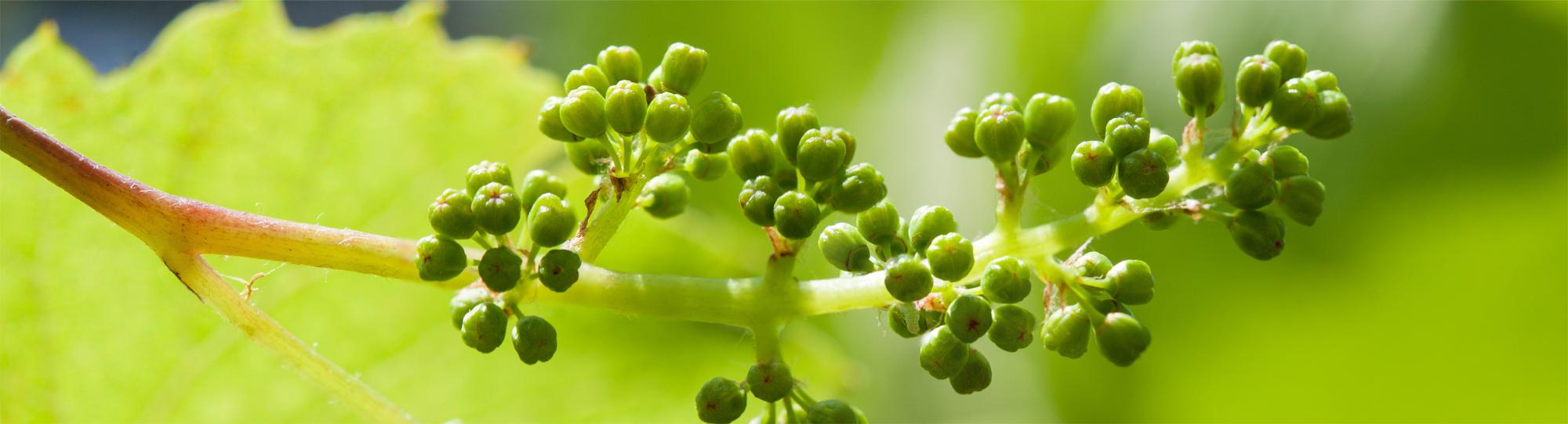 Космические лозы Космические лозы