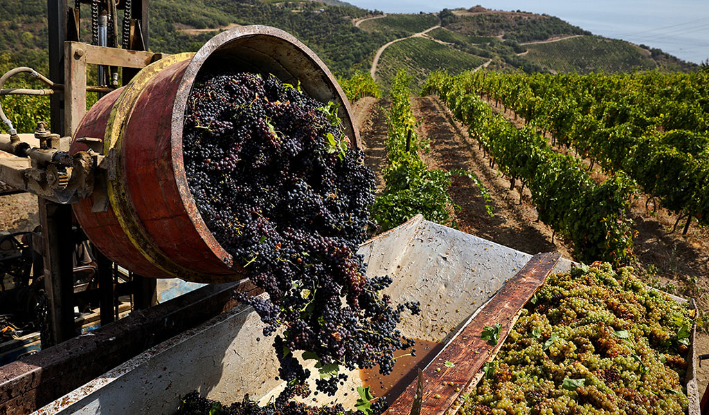 Что попробовать в Крыму