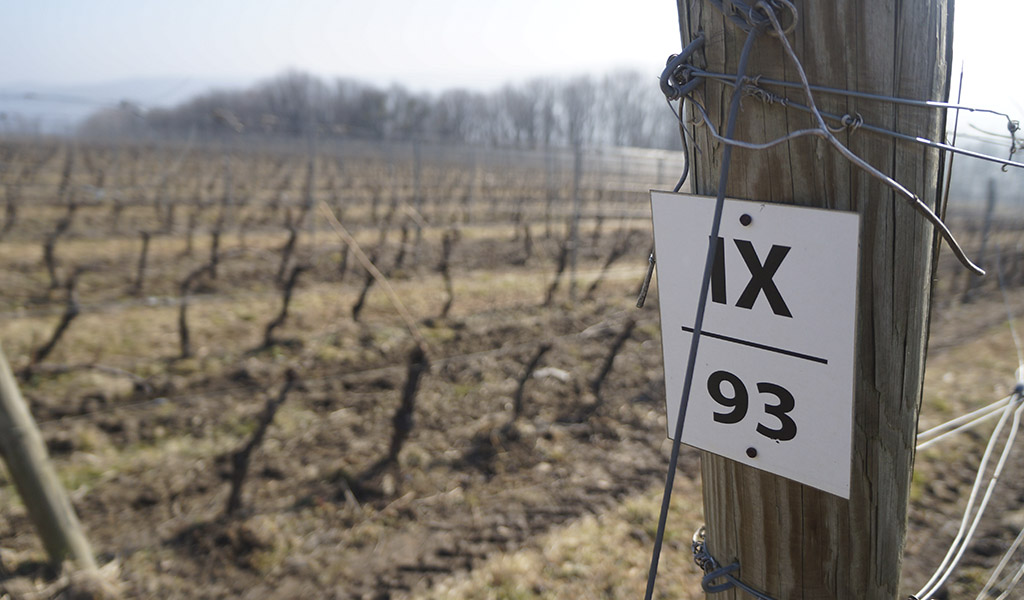 Винодельня «Собер Баш» Краснодарского края: расположение, виноградники, терруар
