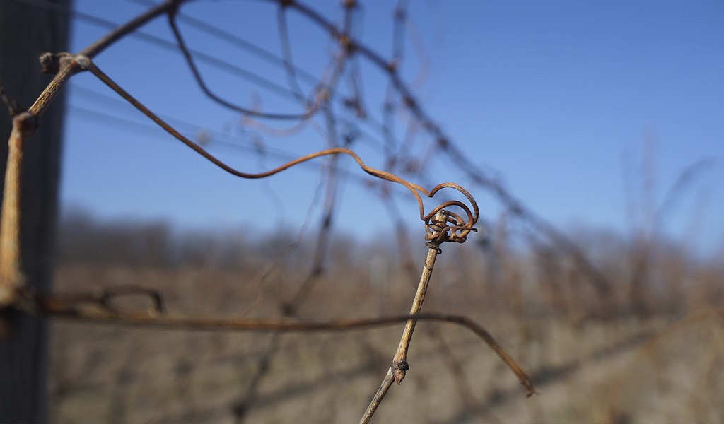 Виноградники Смоленская