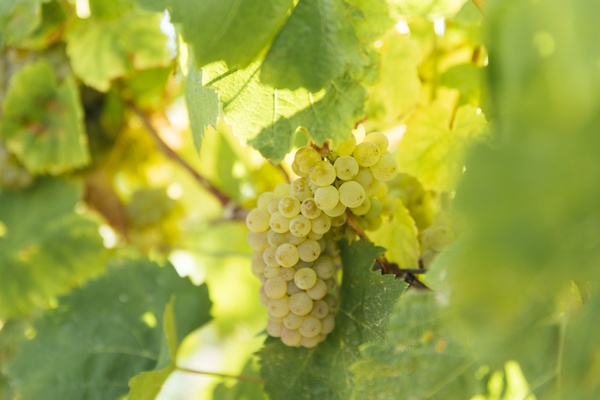 кукур крымский сорт винограда.jpg